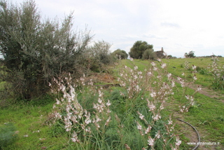 Grammena